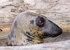 Pinnipeds